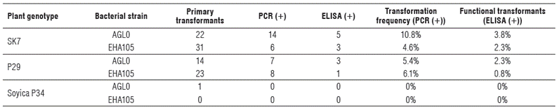 Results of transgene presence / absence test and CP4 EPSPS protein detection on generated lines.