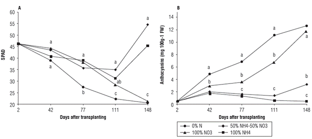 A) Relative chlorophyll contents (SPAD units) and B) Anthocyanin contents (mg 100 g-1 FW) in leaves of the Andean blueberry treated with different sources of N. Means followed by the different letters at each sampling date are significantly different according to Tukey test (P<0.05).