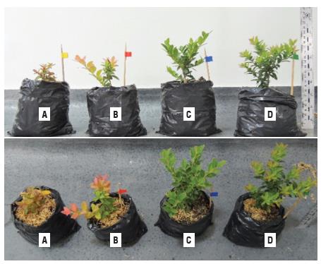 Plants of the Andean blueberry fertilized with A) 0% N, B) 100% NO3-, C) 50%NH4+-50%NO3-,or D) 100% NH4+at 148 dat.