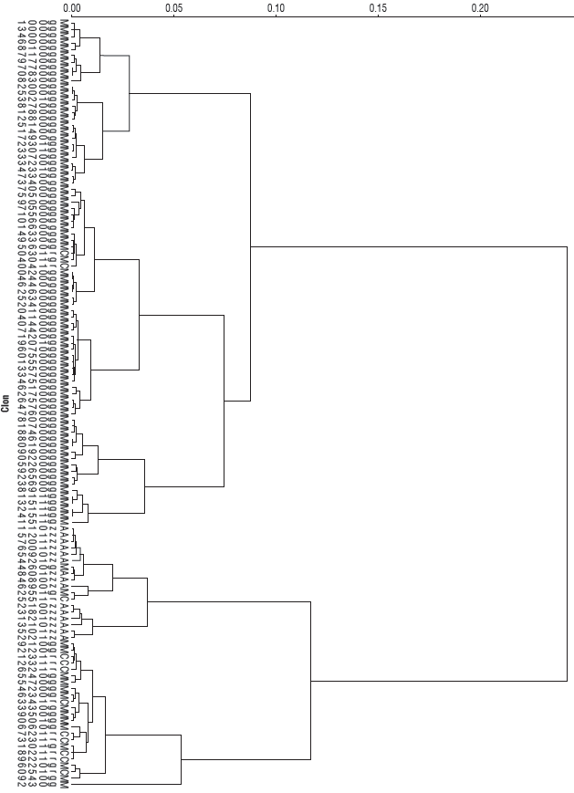 Dendrogram analysis of the cluster classification of 120 Margaritera orange genotypes collected at the Mompox depression. Data were obtained from PCA.