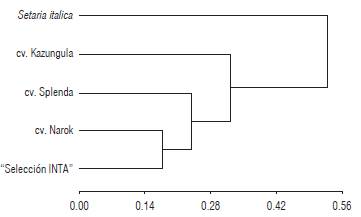 Genetic variability among Setaria sphacelata cultivars based on the 8 SSR markers transferred from S. italica. The clustering analysis was performed using the UPGMA and Dice coefficient. S. italica was used as an outgroup.