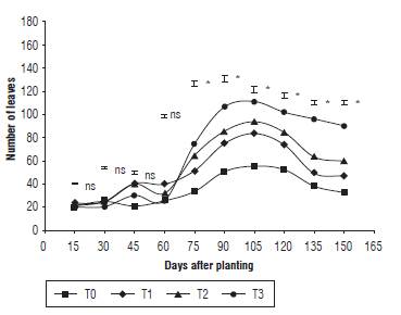 Number of quinoa leaves under different fertilization protocols in Oicata - Boyaca. T0: absolute control, T1: organic fertilizer, T2: organic fertilizer + urea + Paz del Rio fertilizer, and T3: urea + Paz del Rio fertilizer according to the Tukey test (P&le;0.05). ns: not significant, *: significant for the day of sampling.