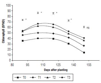 Chlorophyll content of quinoa under different fertilization protocols in Oicata - Boyaca. T0: Absolute control, T1: organic fertilizer, T2: organic fertilizer + urea + Paz del Rio fertilizer, and T3: urea + Paz del Rio fertilizer according to the Tukey test (P&le;0.05). ns: not significant, *: significant for the day of sampling.