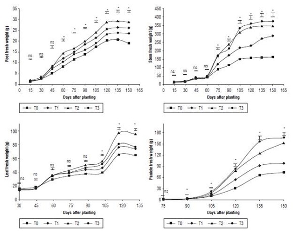 Fresh weight of stems, roots, leaves and panicles of quinoa under different fertilization protocols in Oicata - Boyaca. T0: control, T1: organic fertilizer, T2: organic fertilizer + urea + Paz del Rio fertilizer, and T3: urea + Paz del Rio fertilizer according to the Tukey test (P&le;0.05). ns: not significant, *: significant for the day of sampling.