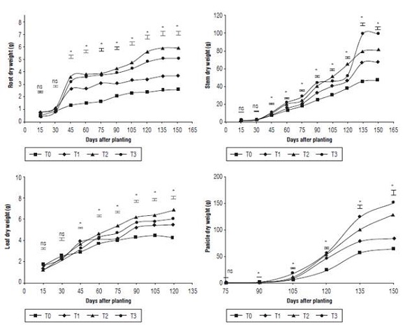 Dry weights of quinoa stems, roots, leaves and panicles under different fertilization protocols in Oicata - Boyaca. T0: Absolute control, T1: organic fertilizer, T2: organic fertilizer + urea + Paz del Rio fertilizer, and T3: urea + Paz del Rio fertilizer according to the Tukey test (P&le;0.05). ns: not significant, *: significant for the day of sampling.