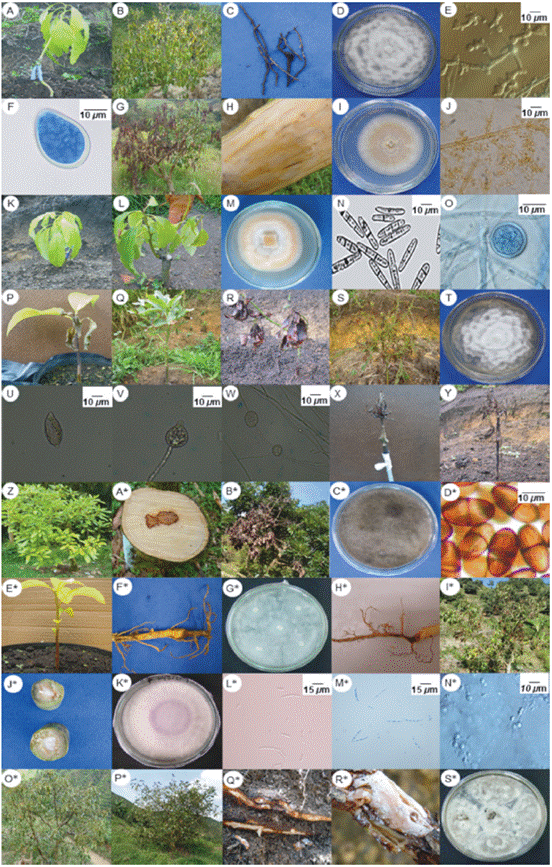Symptomatology and structures of microorganisms associated with biotic causal agents of pre-harvest diseases in avocado cv. Hass. A to F: Phytophthora cinnamomi. G to J: Verticillium sp. K to O: Cylindrocarpon sp. P to Y: Phytophthora palmivora. Z to D*: Lasiodiplodia theobromae. E* to G*: Pythium sp. H* to N: Fusarium oxysporum sensu lato. O* to S*: Rosellinia sp.
