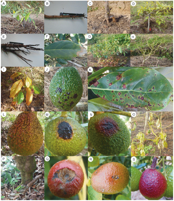 Symptomatology associated with abiotic disorders of pre-harvest diseases in avocado cv. Hass. A to E: Root atrophy. F to H: Hypoxia-anoxia. I to K: Herbicide phytotoxicity. L to N: sunburn. O and P: rootstock-scion incompatibility. Q and R: hail stone damage. S: Peduncle ringing.