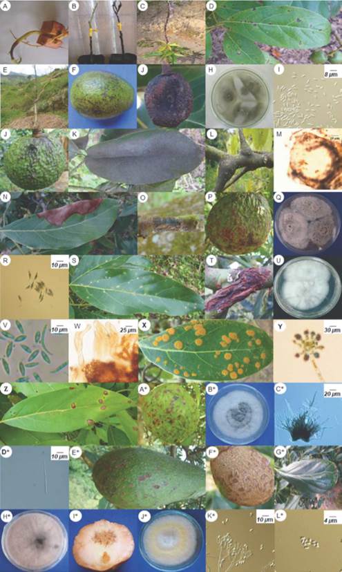 Symptomatology and structures of microorganisms associated to causal agents of pre-harvest diseases on avocado cv. Hass. A to I: Colletotrichum gloeosporioides sensu lato. J to M: Capnodium sp. N to R: Pestalotia sp. S to W: Phomosis sp. (teleomorph Botryosphaeria sp.). X and Y: Cephaleuros virescens. Z* to D*: Pseudocercospora purpurea. E* to H*: Sphaceloma perseae. I* to L*: Penicillium sp.