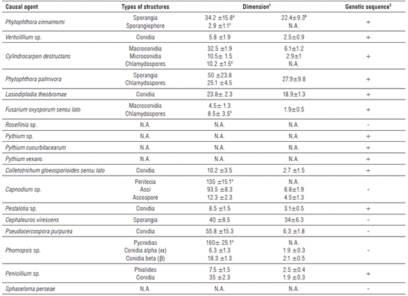 Morphological structures and DNA ITS sequences of microorganisms associated with avocado cv. Hass diseases.