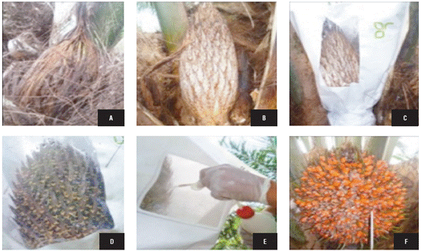 Development stages of the female inflorescences (Hormaza et al., 2012). A) pre-anthesis II (phenological stage 602), B) isolated inflorescence, C) enfolded inflorescence, D) anthesis (phenological stage 607), E) pollination, F) mature bunch.
