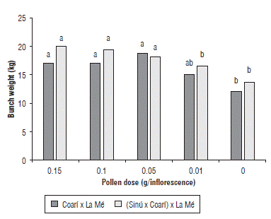 Effect of the pollen dose on the bunch weight of two OxG oil palm hybrids. Bars with different letters in each hybrid are statistically different according to the Duncan test (P<0.05).