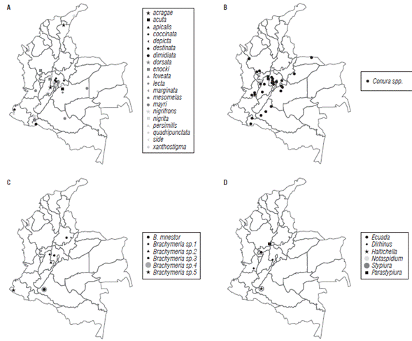 Geographic occurrence of Chalcididae in Colombia represented in the CTC of UNAB. A) species of Conura, B) morphospecies of Conura, C) species and morphospecies of Brachymeria, D) genera Ecuada, Dirhinus, Haltichella, Notaspidium, Stypiura, and Parastypiura.