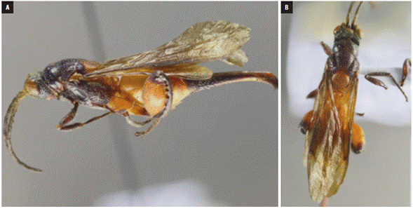 Specimen of the genus Parastypiura from the CTC of the UNAB entomological museum: A) lateral view, B) dorsal view.