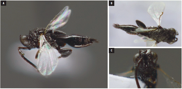 Specimen of the Ecuada producta from the CTC of the UNAB entomological museum: A) lateral view, B) dorsal view, C) frontal view.