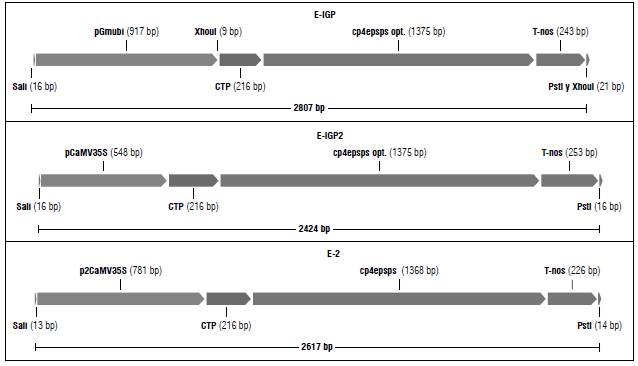 Schematic diagram of the three expression cassettes designed using Gene Designer 2.0 (Villalobos et al., 2006).