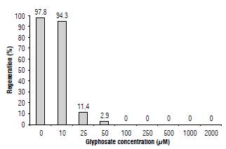 Regenerative response of N. benthamiana explants under different glyphosate concentrations.