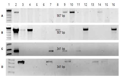 PCR identification of transformed plants. PCR product from plants transformed with A) E-IGP cassette, B) E-IGP2 cassette, and C and D) E-2 cassette. 1, molecular weight marker; 2, positive control; 3-16, PCR product from evaluated plants.