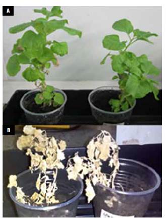 Glyphosate-treated N. benthamiana plants. A) Transformed plants; B) Untransformed control plants.