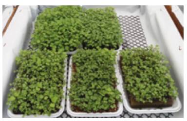 Microgreens in white polystyrene trays distributed in rectangular pools.