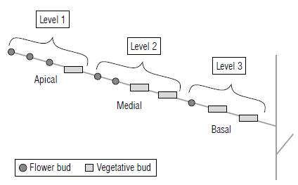 Representation of the levels used to characterize the fruiting habit on the secondary shoots of blueberry cv. Bluegem.