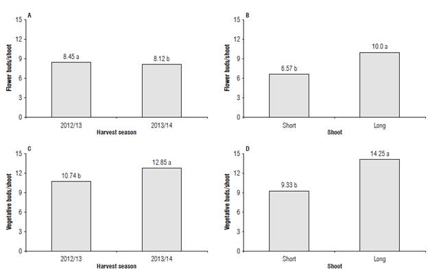 Total mean number of A and B) flower and C and D) vegetative buds as a function of the harvest season and secondary shoot length (short shoot: 15 to 30 cm and long shoot: 31 to 50 cm) for blueberry cv. Bluegem. Means followed by the same letter In the figure are not significantly different according to the Tukey's HSD test (P≤0.05).