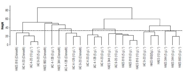 Similarity matrix (Euclidean distance) among Macadamia integrifolia cultivars HAES 816, HAES 660, HAES 344, IAC 9-20, IAC 4-20, and IAC 4-12 B subjected to treatment with indole butyric acid (0 g L-1, 5 g L-1 and 10 g L-1) and Clonex&reg; and collected in different seasons. The threshold was obtained by the K-means algorithm (Kassambara & Mundt, 2017).
