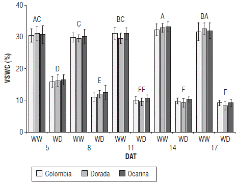 Volumetric soil water content (VSWC) in three yellow diploid potato cultivars. WW: well-watered, WD: water-deficit, DAT: days after treatment. Values represent means ± SD, n=6. Capital letters indicate the differences between treatments in time. Means denoted by the same letter do not significantly differ at P<0.05 according to the Tukey test.