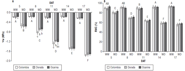 Changes in (A) leaf water potential (ψw) and (B) relative water content (RWC) in three yellow diploid potato cultivars. WW: well-watered, WD: water-deficit, DAT: days after treatment. Values represent means ± SD, n=6. Capital letters indicate the differences between treatments in time. Lowercase letters indicate the differences per day. Means denoted by the same letter do not significantly differ at P<0.05 according to the Tukey test.