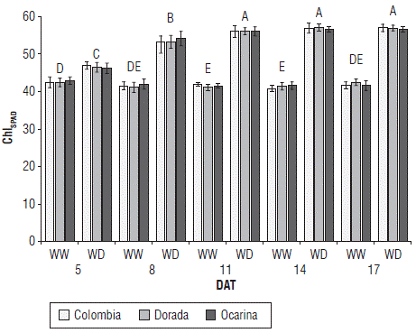 Chlorophyll concentration (ChlSPAD) in three yellow diploid potato cultivars. WW: well-watered, WD: water-deficit, DAT: days after treatment. Values represent means ± SD, n=6. Capital letters indicate the differences between treatments in time. Means denoted by the same letter do not significantly differ at P<0.05 according to the Tukey test.