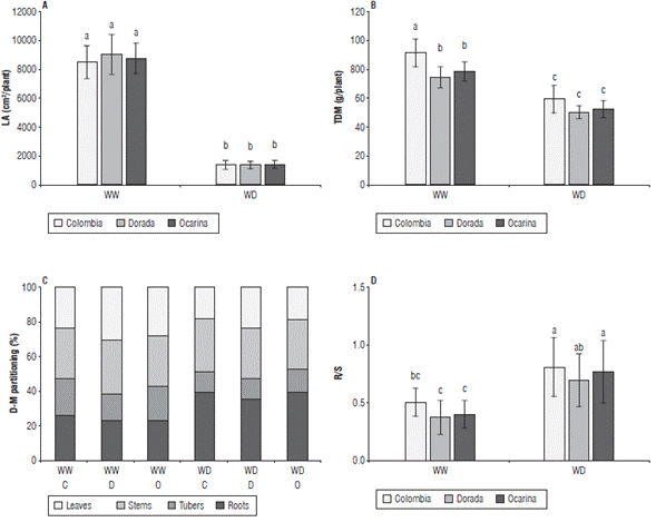 Changes in (A) leaf area (LA), (B) total dry mass (TDM), (C) dry-mass (D-M) partitioning and (D) root/shoot ratio (R/S) in three yellow diploid potato cultivars. WW: well-watered, WD: water-deficit, O: Ocarina, D: Dorada, C: Colombia. Values represent means ± sE, n=12. Means denoted by the same letter do not significantly differ at P<0.05 according to the Tukey test.