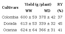 Yield and reduction in yield (RY) in three yellow diploid potato cultivars.