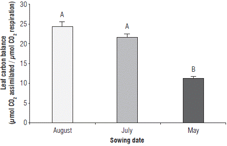 Leaf carbon balance in rice plants at phenological phase 65 (i.e., complete flowering: anthers visible in most panicles) at three sowing dates. Error bars correspond to the standard error. Different letters indicate treatments with significant differences (P≤0.05).