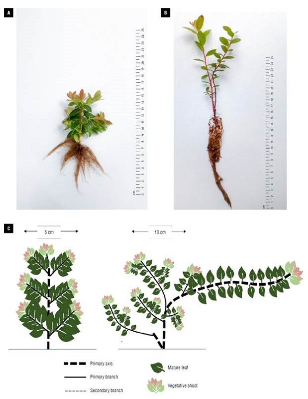 Photographs (A and B) and schematic representation (C) of the architecture of young Andean blueberry [Vaccinium meridionale Swartz) propagated from cuttings (A) and in vitro (B). The boxes in Fig. 2C indicate the scale in cm.