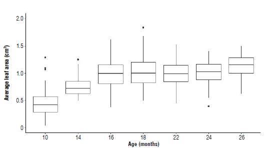 Box-and-whisker plot for average leaf area (ALA) in young Andean blueberry (Vaccinium meridionale Swartz) plants according to their age. Plants 10 months old propagated from cuttings and plants 14 to 26 months old propagated in vitro. n=436.