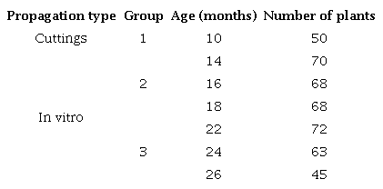 Characteristics of the Andean blueberry plants used in the experiment.