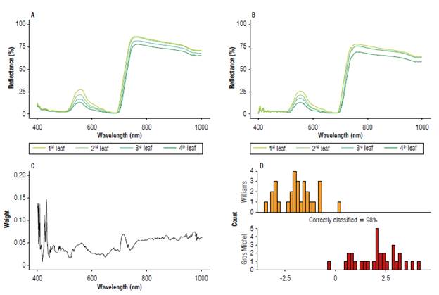 Spectral response with healthy Williams and Gros Michel banana plant leaves at 8 weeks of age. A) Reflectance spectra of the first four leaves measured in the Williams; B) Reflectance spectra of the first four leaves measured in the Gros Michel; C) Weights defined by the RELIEF type algorithm for all wavelengths in the measured range (400-1000 nm); D) Linear Discriminant Analysis using the evaluated plant as discrimination classes.