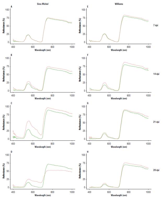 Reflectance spectra from leaves of Gros Michel (A-D) and Williams (E-H) cultivars at 7, 14, 21, and 28 dpi. Green line: control plants; orange line: plants infected with Foc R1.