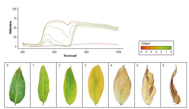 Spectral categorization of the Gros Michel plants susceptible to Foc R1 Infection.