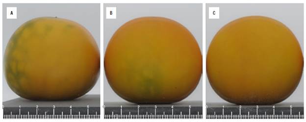 Lulo fruits at stages of ripening: A) 3, B) 4, and C) 5 according to the Colombian Technical Standard (NTC 5093). The scale is in cm.