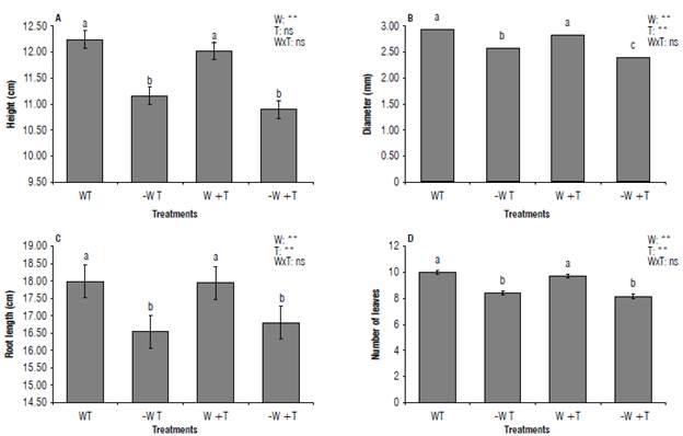 Growth of coffee seedlings cv. IAC H 5010-5 subjected to levels of water and temperature. A) Plant height; B) stem diameter; C) root length; D) number of leaves. W: 100% available water; -W: < 50% of available water; T: air temperature (22.7&deg;C); +T: elevated air temperature (22.7 + 2.5&deg;C). Different letters indicate statistical differences, and error bars represent the standard error values (Scott & Knott test at 95%).