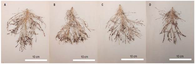 Coffee cv. Ouro Verde IAC H 5010-5 roots subjected to treatments: A) WT; B) -WT; C) W+T; D) -W+T, where W: 100% available water; -W: < 50% of available water; T: air temperature (22.7&deg;C); +T: elevated air temperature (22.7 + 2.5&deg;C).