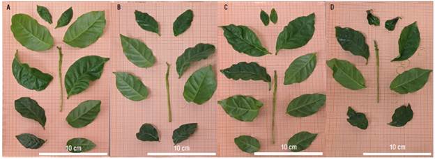 Coffee cv. Ouro Verde IAC H 5010-5 shoot subjected to treatments: A) WT; B) -WT; C) W+T; D) -W+T, where W: 100% available water; -W: < 50% of available water; T: air temperature (22.7&deg;C); +T: elevated air temperature (22.7 + 2.5&deg;C).