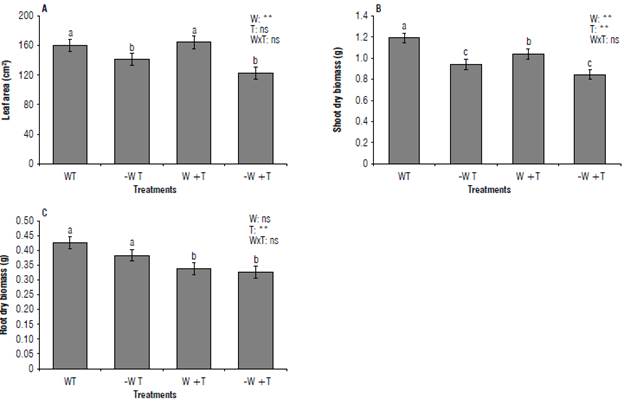 Shoot and root growth parameters of coffee seedlings cv. IAC H 5010-5. A) Leaf area; B) dry biomass of the shoot; C) dry biomass of the roots. W: 100% available water; -W: < 50% of available water; T: air temperature (22.7&deg;C); +T: elevated air temperature (22.7 + 2.5&deg;C). Different letters indicate statistical differences, and error bars represent the standard error values according to the Scott & Knott test (95%).