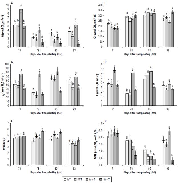 The variable measured in coffee seedlings cv. IAC H 5010-5. A) A: net C02 assimilation rate; B) Ci: content of C02 in the intercellular space of the leaves; C) gs: stomatal conductance; D) E: transpiration rate; E) VPD: vapor pressure deficit; F) WUE: water use efficiency. W: 100% available water; -W: < 50% of available water; T: air temperature (22.7&deg;C); +T: elevated air temperature (22.7 + 2.5&deg;C). Different letters indicate statistical differences and error bars represent the standard error values according to Scott & Knott test (95%).