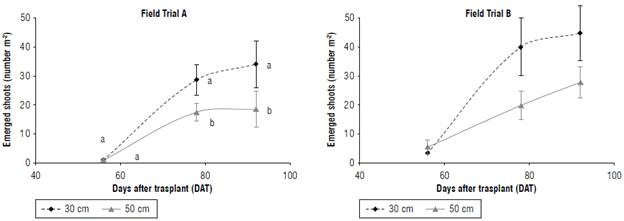 Shoot density (plants/m2) of P. ramosa for 30 and 50 cm plowing depth at different days after transplant. Values are means&plusmn;SD, n=3. Different lowercase letters Indicate significant differences between plowing depth treatments in each day at P&le;0.05 according to the Tukey's test.