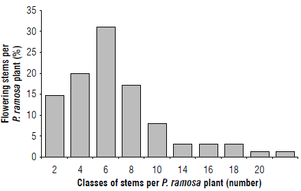 The frequency distribution for classes of 2-amplitude interval of flowering stems per P. ramosa emerged shoots.