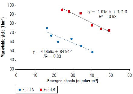 Linear regression between tomato marketable yield and number of emerged shoots of P. ramosa detected at tomato harvest in each field (data used in the analysis refer to the single plot of each field).