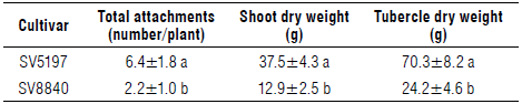 Total attachments, dry weights of emerged shoots and tubercles of Phelipanche ramosa per tomato host plant of the two varieties.