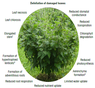 Schematic diagram of the effect of waterlogging stress on important processes in tropical and subtropical fruit crops, including adaptive responses. Modified from Sathi, K. S., Masud, A. A. C., Anee, T. I., Rahman, K., Ahmed, N., & Hasanuzzaman, M. (2022). Soybean plants under waterlogging stress: responses and adaptation mechanisms. In M. Hasanuzzaman, G. J. Ahammed, & K. Nahar (Eds.), Managing plant production under changing environment (pp. 103-134). (With permission from Springer Nature Singapore).