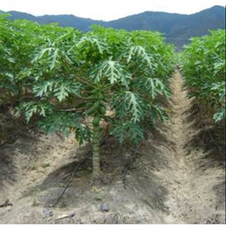 Raised beds of papaya (Carica papaya) plantation prevent waterlogging effects on the roots, La Union (Valle, Colombia). Photo: G. Fischer.